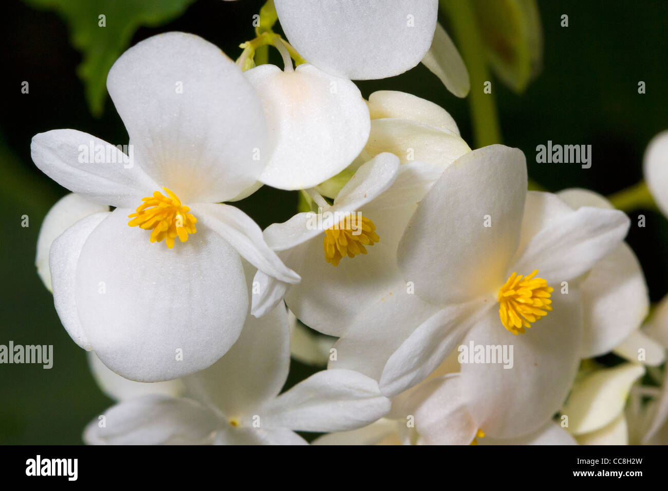 A lovely white Begonia Stock Photo