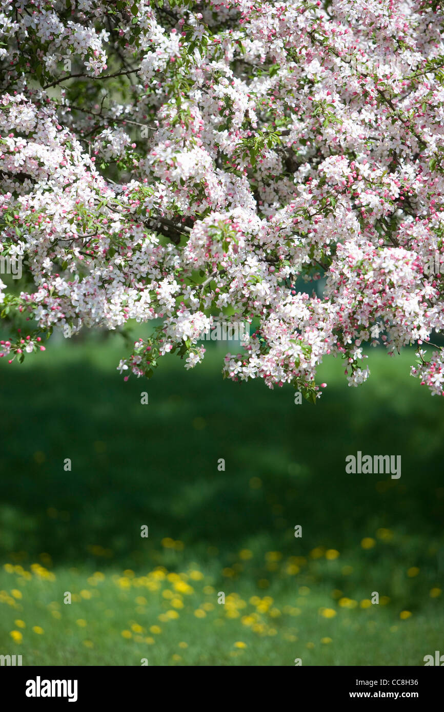 Apple tree in bloom in Southern Vermont Stock Photo Alamy