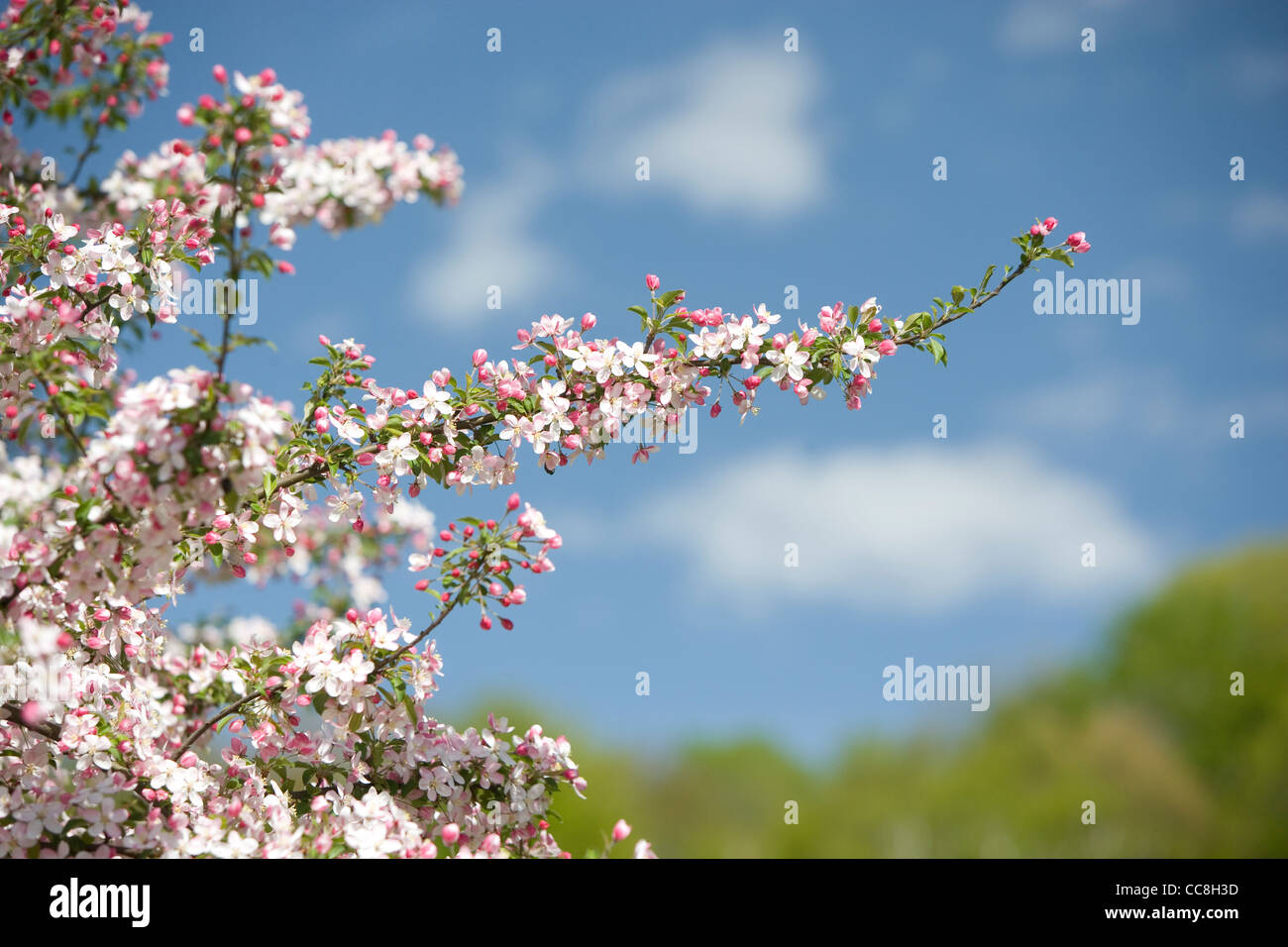 Apple tree in bloom in Southern Vermont Stock Photo Alamy