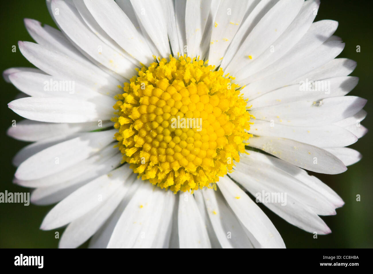 A close up of a daisy Stock Photo