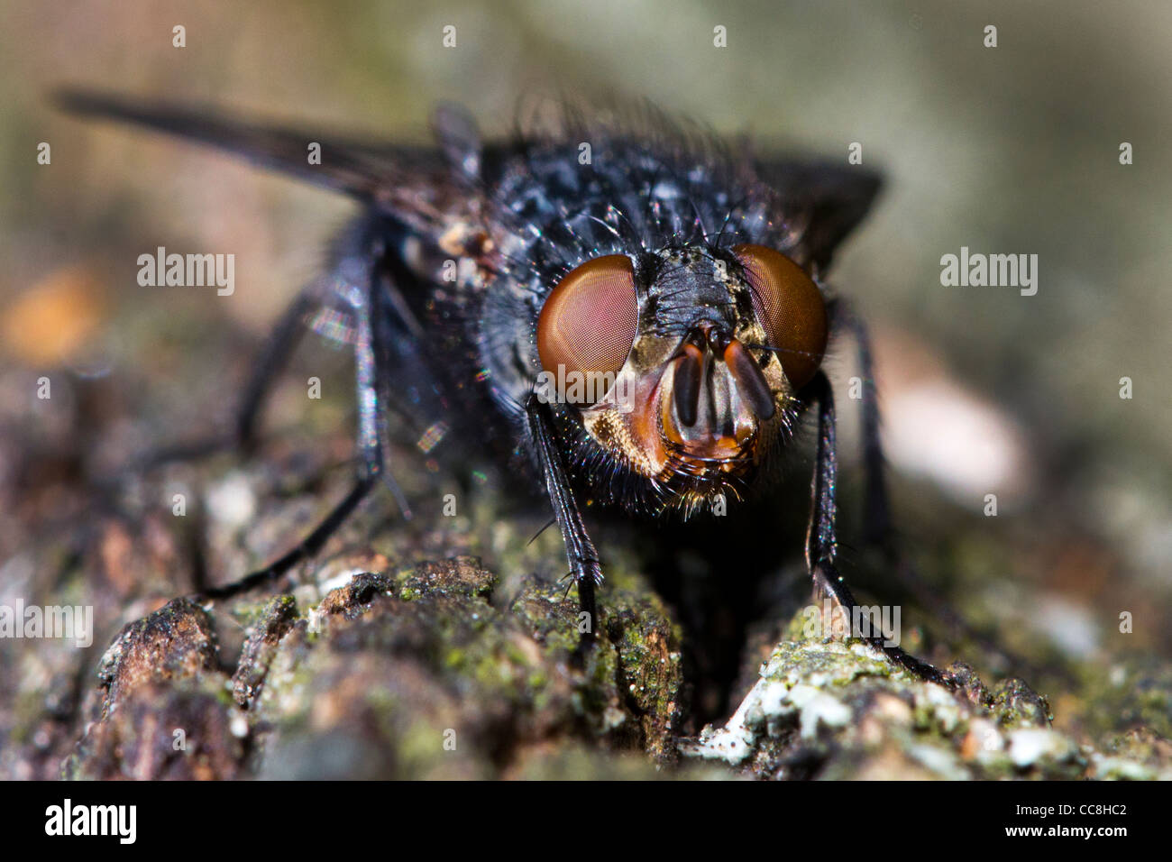Diptera two wings hi-res stock photography and images - Alamy