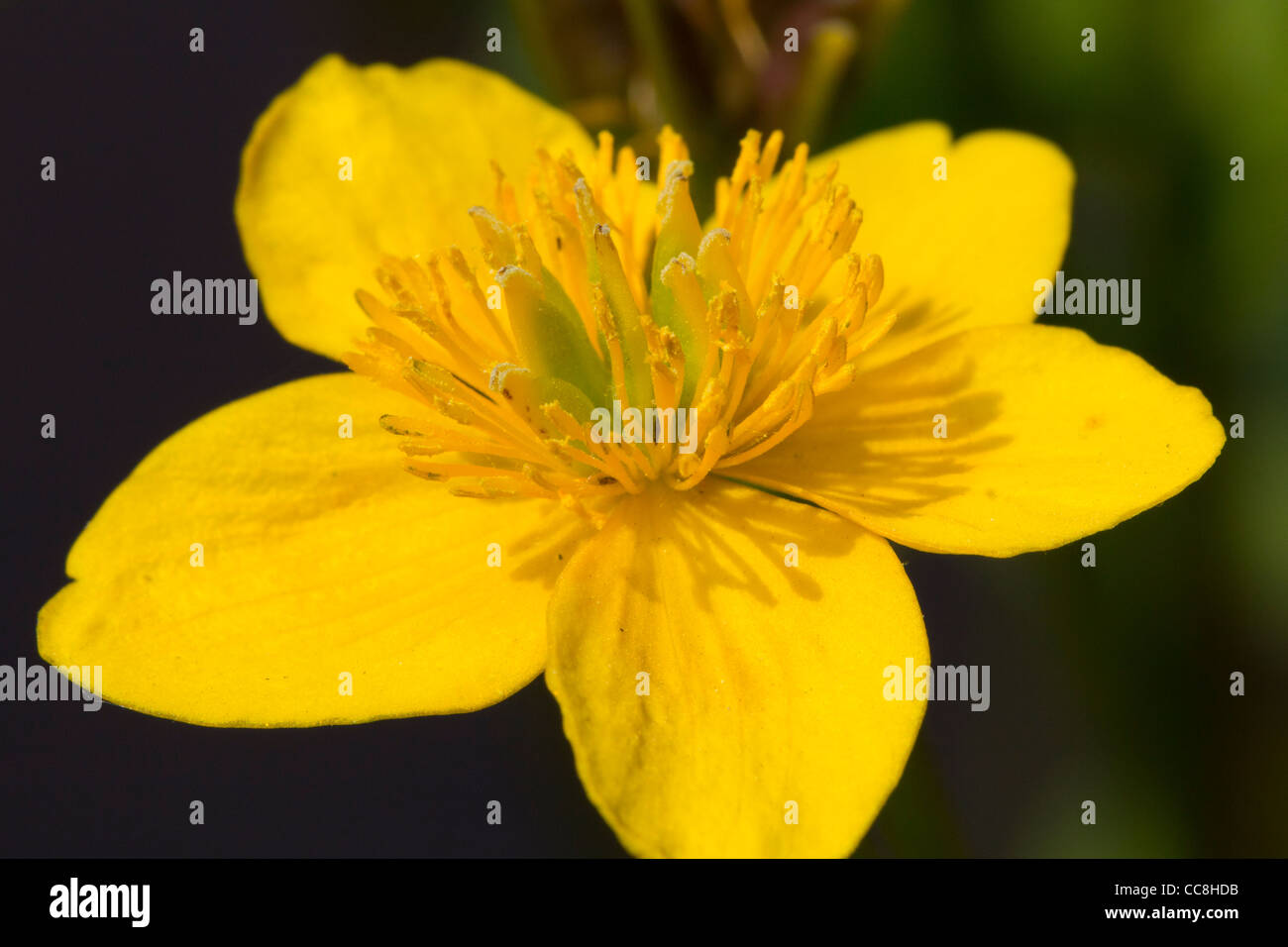 St John's wort is the plant species Hypericum perforatum, and is also known as Tipton's weed, chase-devil, or Klamath weed. Stock Photo