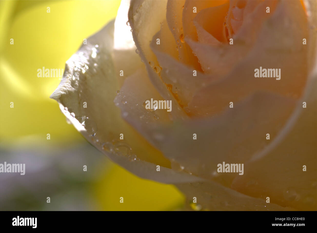 Pink rose with water drops Stock Photo - Alamy