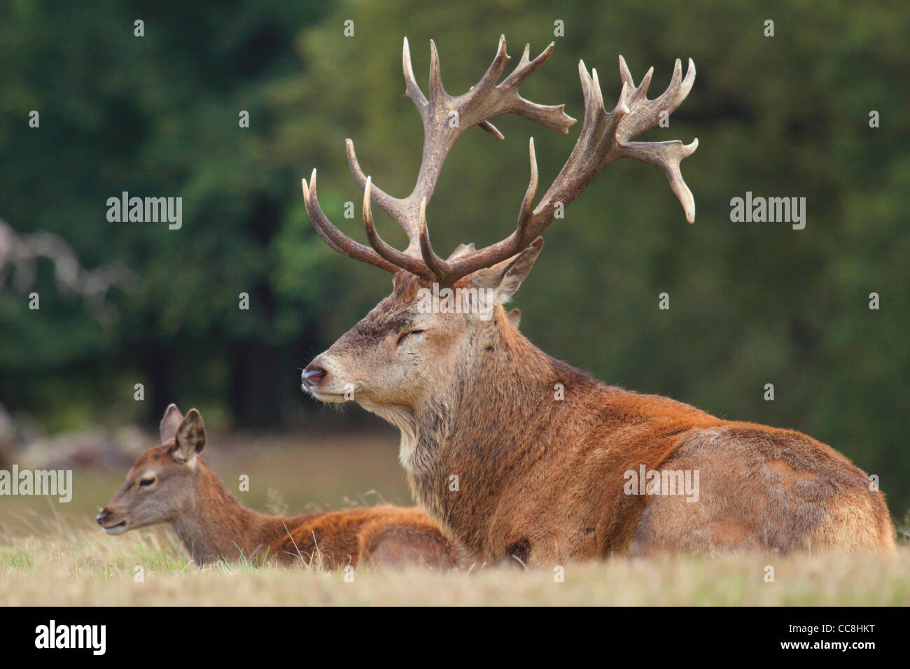 Red stag deer dozing in grass next to calf Stock Photo