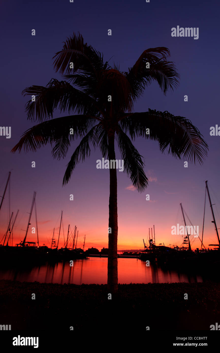 Miami Palm Tree Silhouette at Sunset Stock Photo