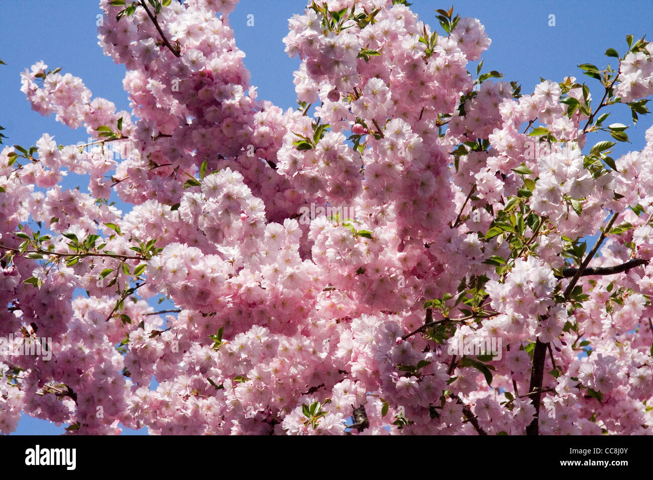 Fruit tree in blossom Stock Photo Alamy