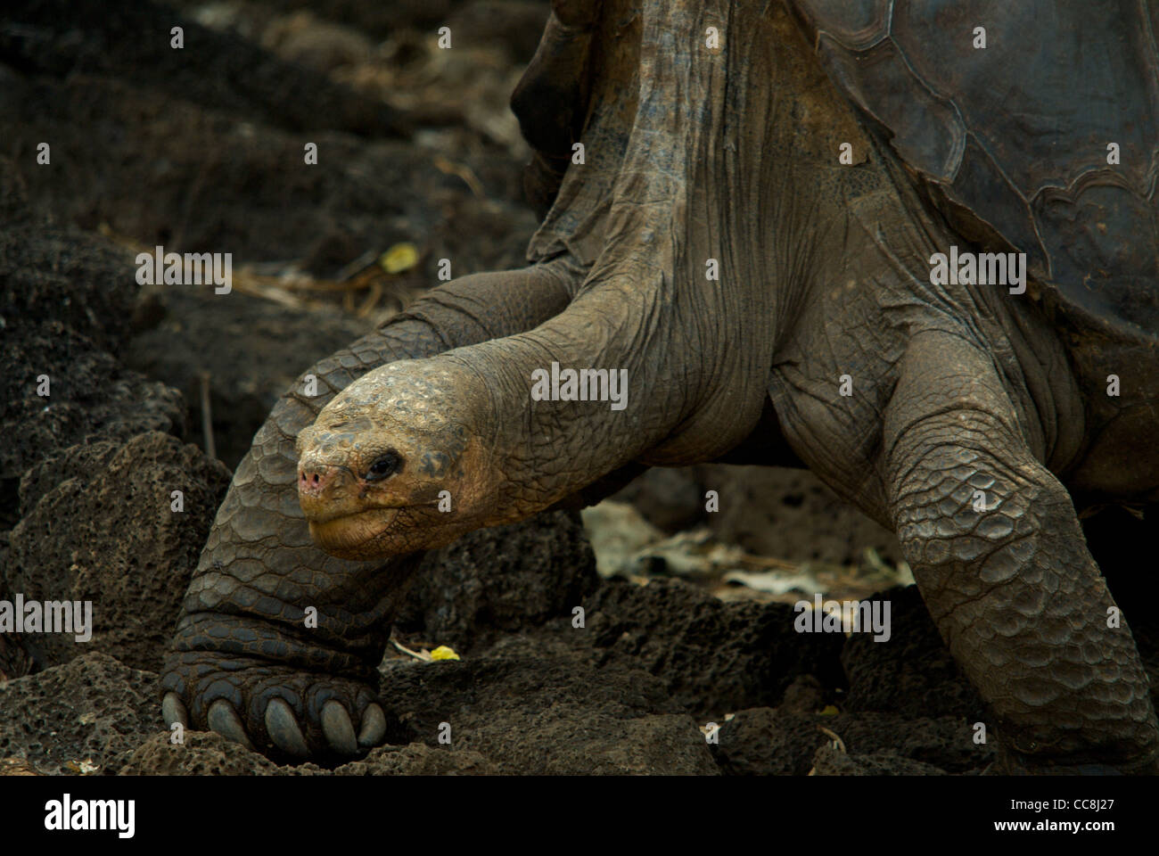 Lonesome George in all his glory. Pinta Island Giant Tortoise (Chelonoidis nigra abingdoni). Extinct in the wild. Santa Cruz. Stock Photo