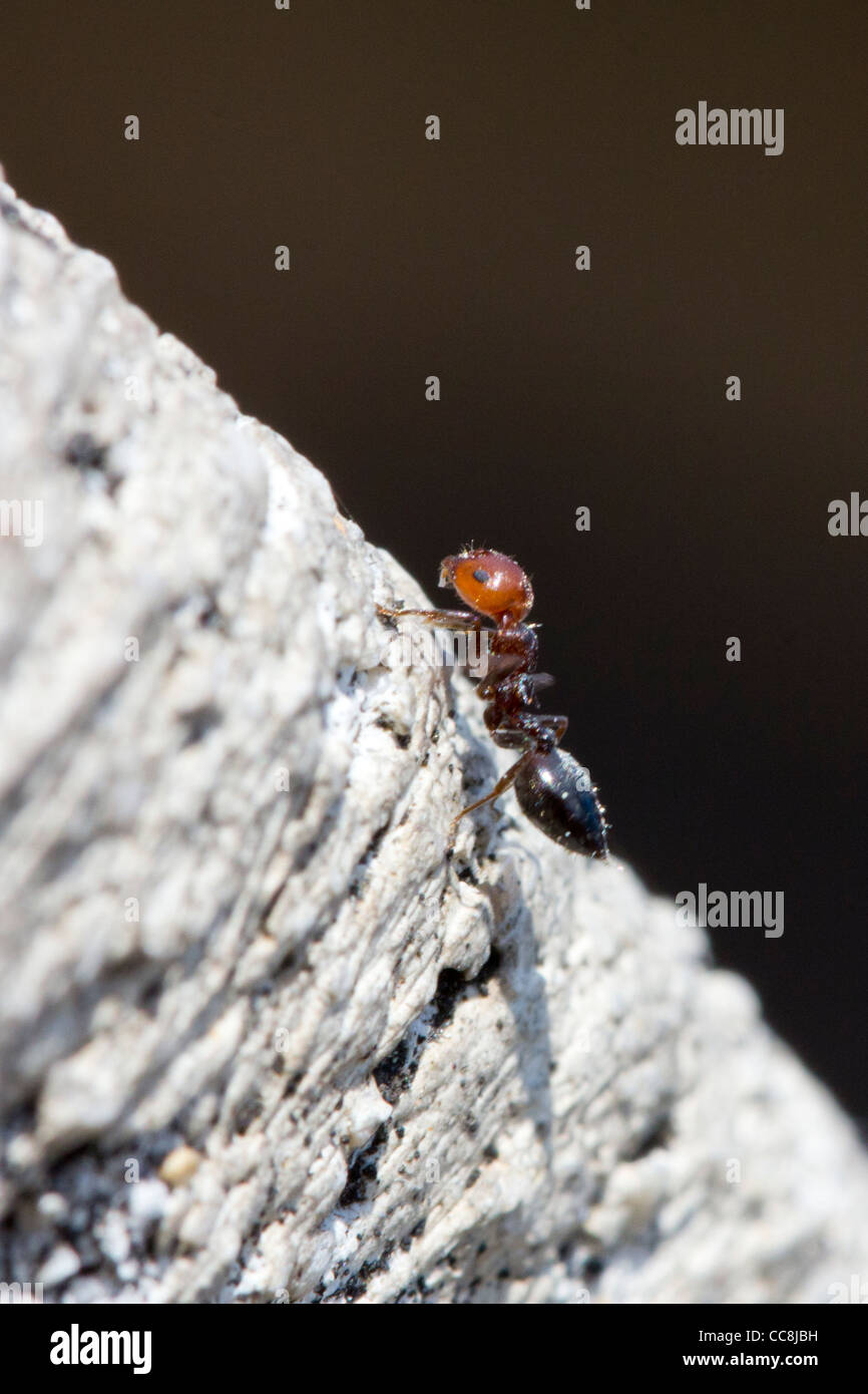 A Red Fire ant Stock Photo