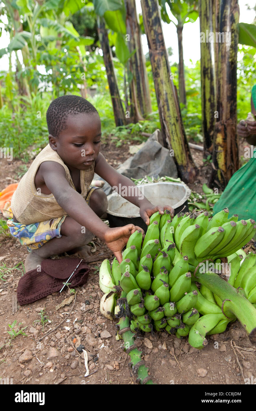 A young boy prepares to cook bananas in Masaka, Uganda, East Africa. Stock Photo