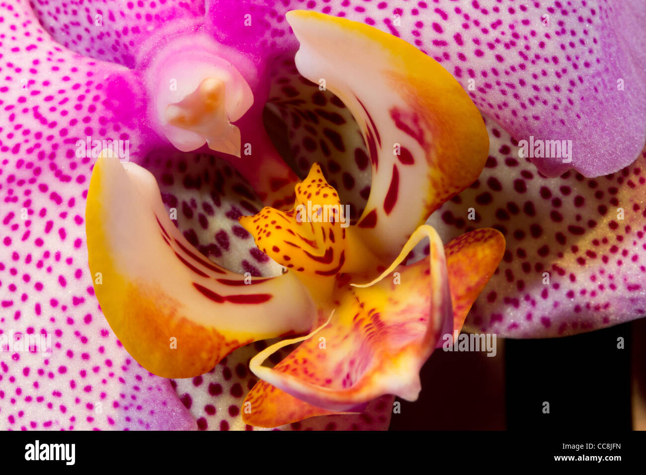 A pink Orchid or Orchidaceae Stock Photo