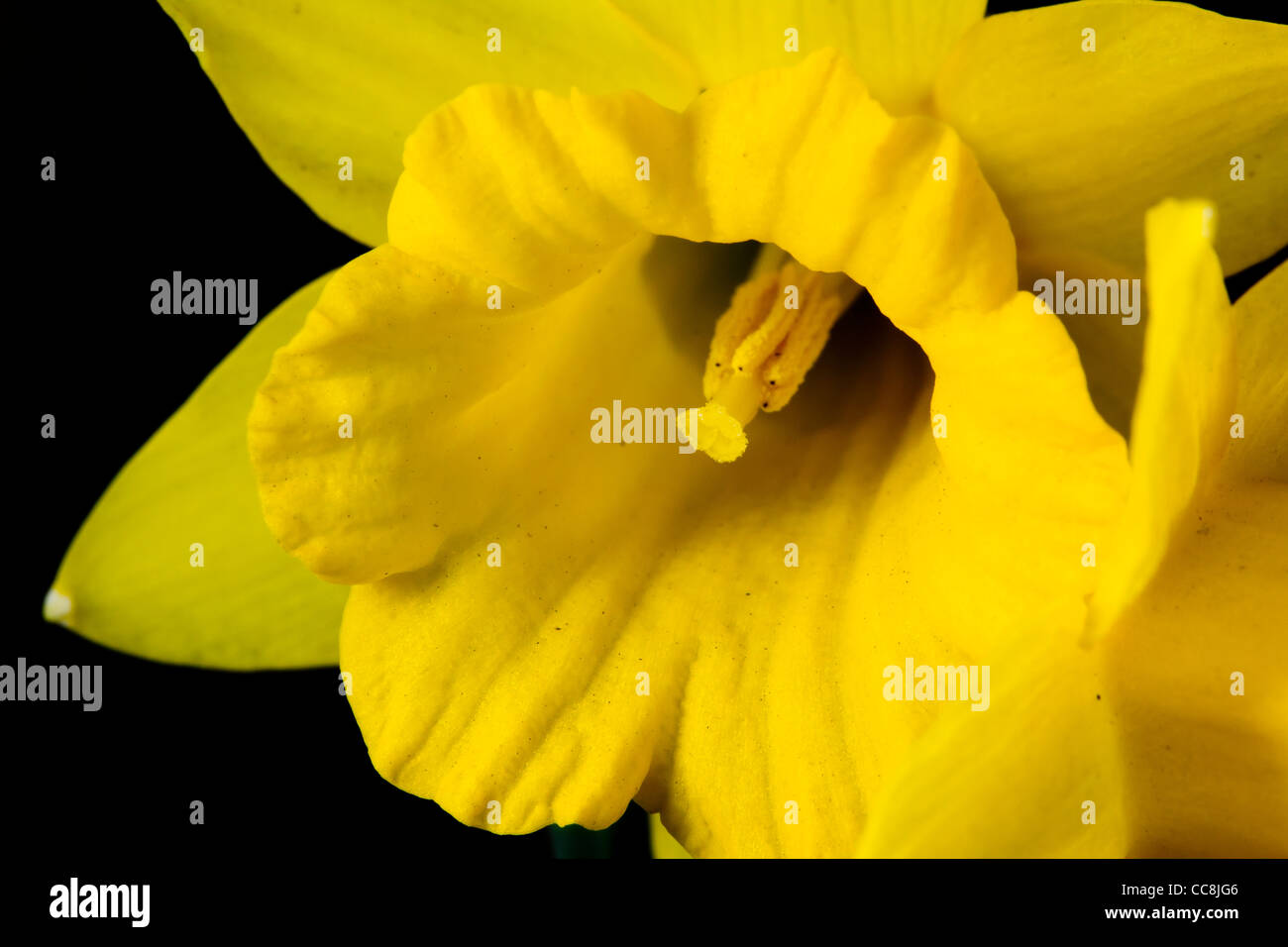 A close up of a Daffodil or Narcissus Stock Photo