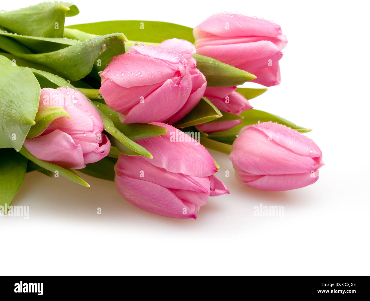 Bouquet of Pink Tulips on White Background Stock Photo - Alamy