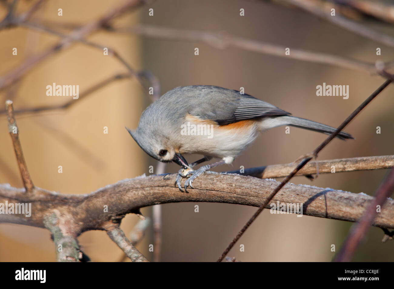 Tufted titmouse Stock Photo