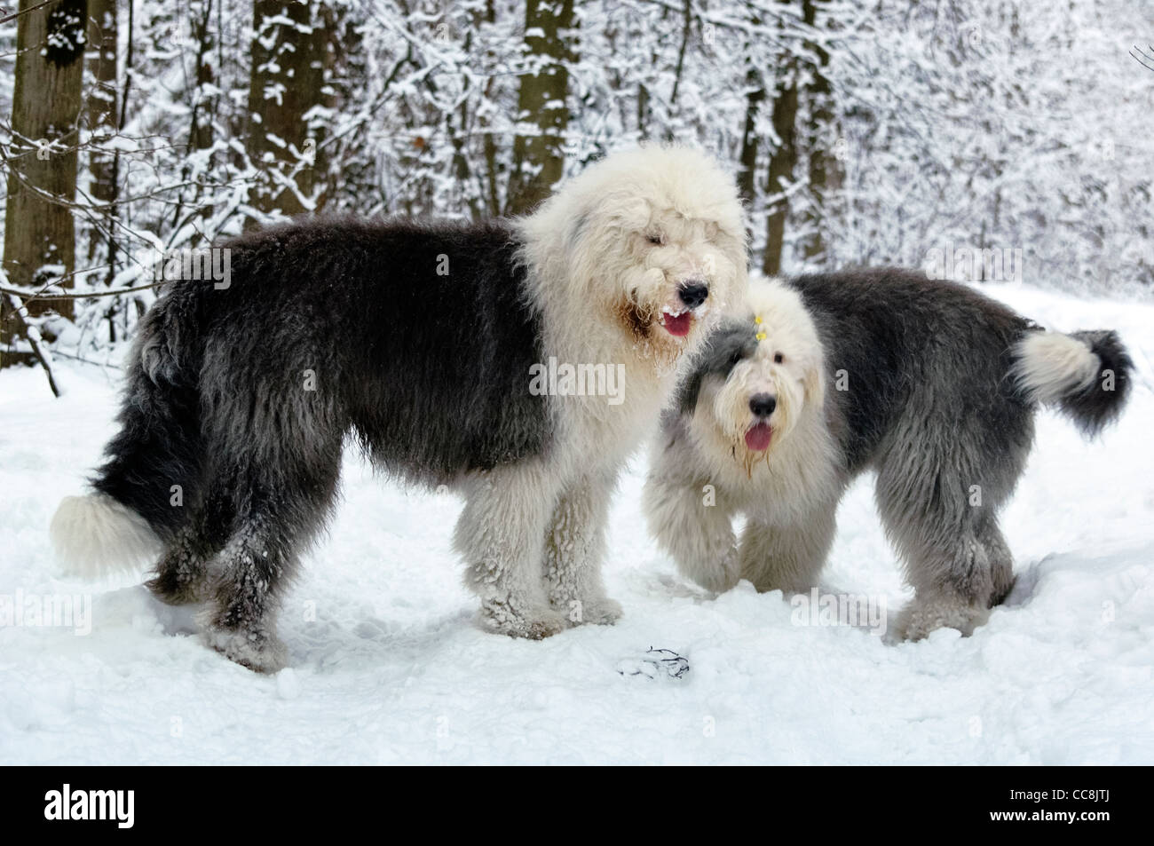 Puppy Of Old English Sheepdog In Snowy Field Stock Photo, Picture and  Royalty Free Image. Image 11977457.
