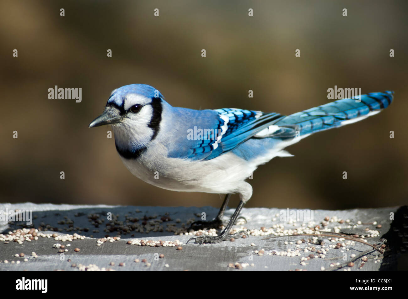 One Blue Jay Bird Eating Bird Seed Stock Photo Alamy