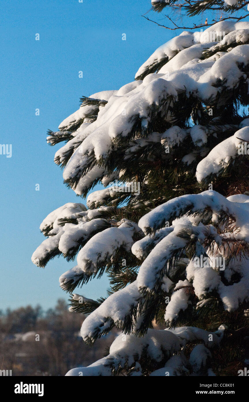 snow covering branches of pine tree Stock Photo - Alamy