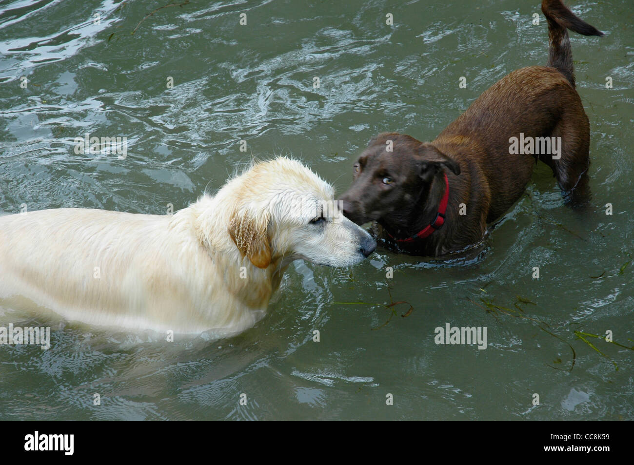 Chocolate lab golden retriever hot sale