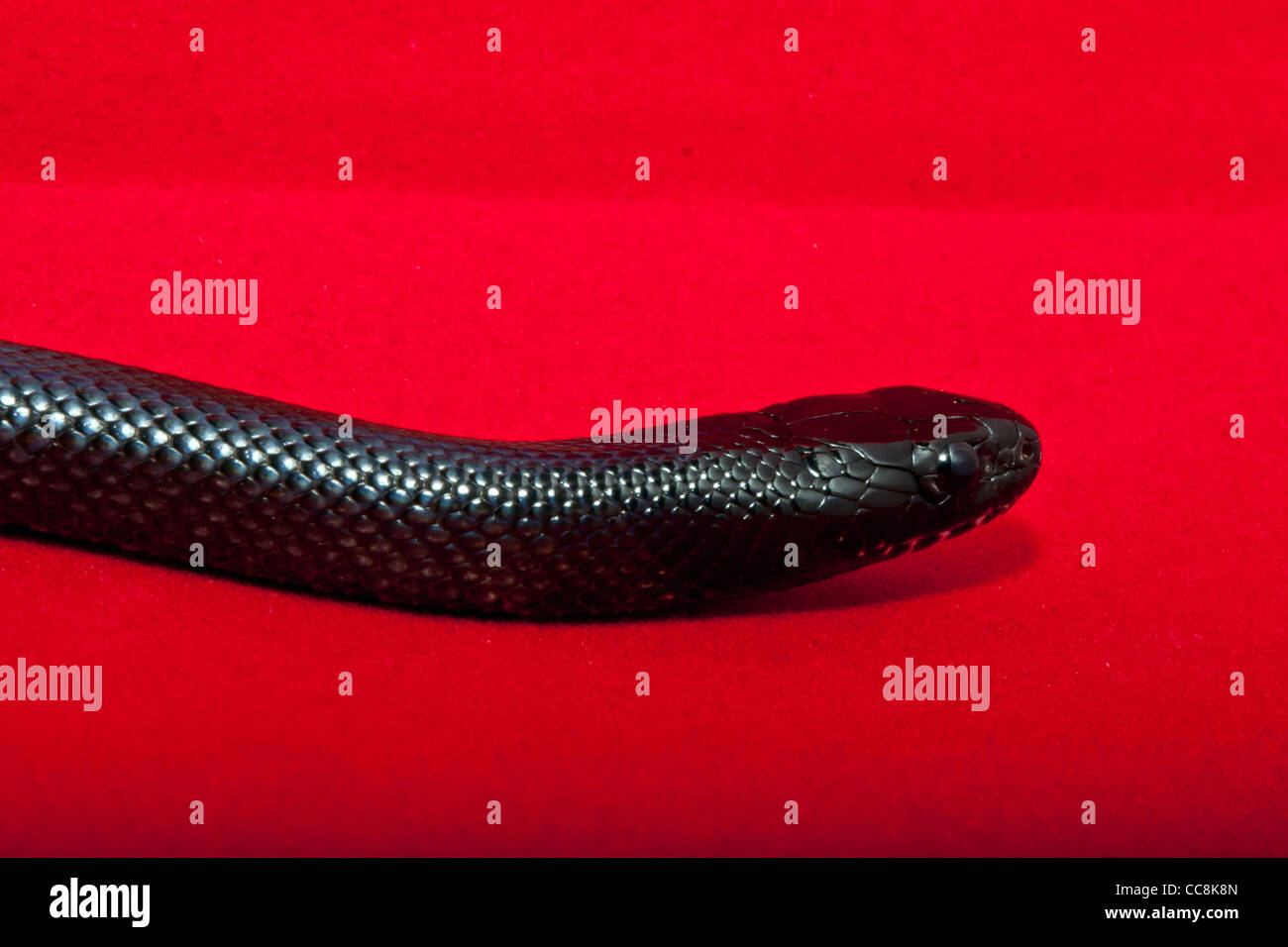 Mexican black king snake Stock Photo