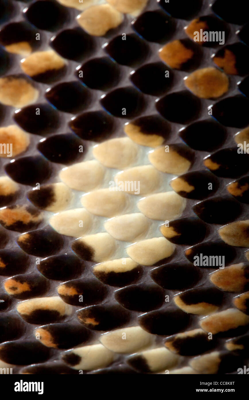 Python pattern hi-res stock photography and images - Alamy