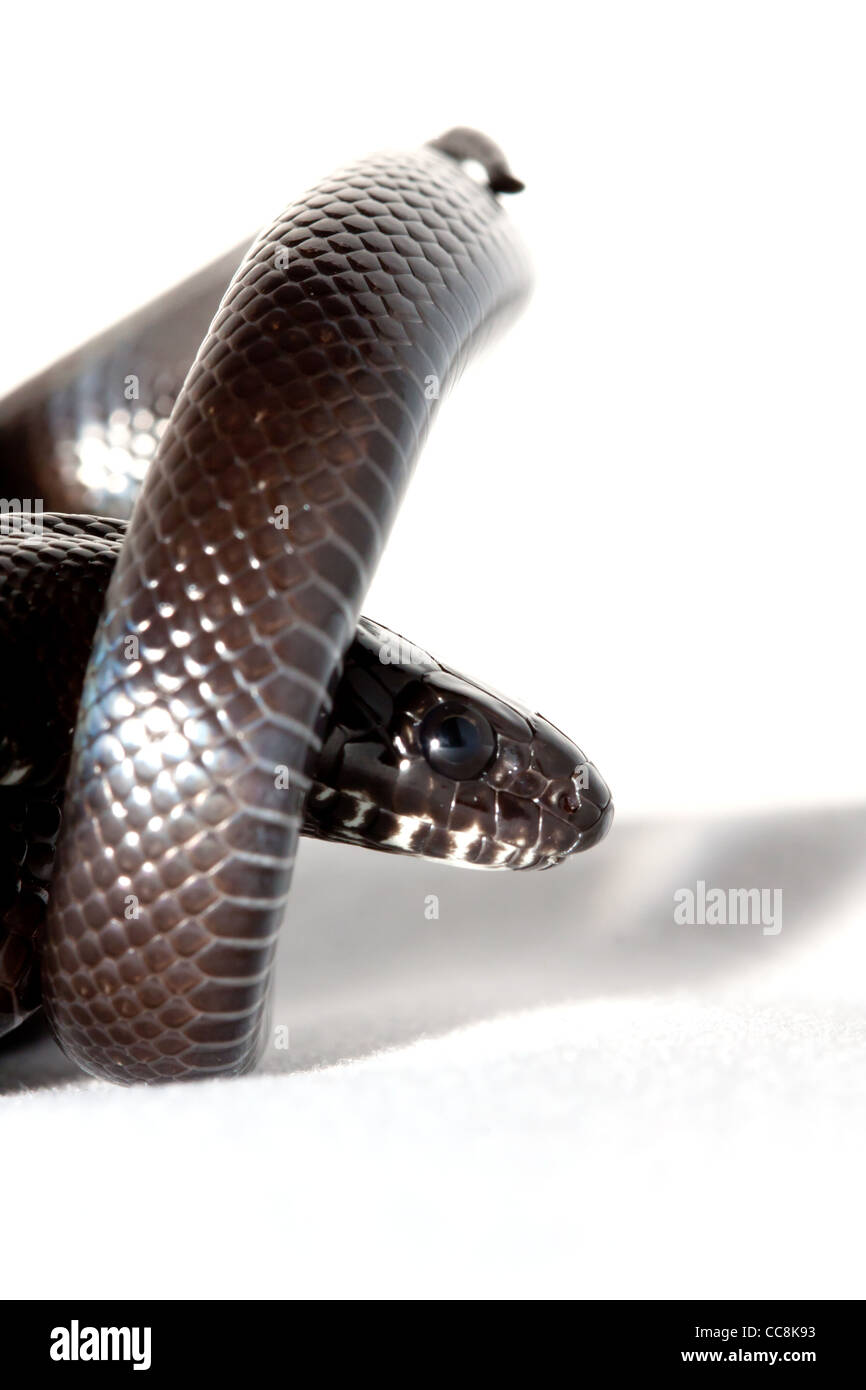 Mexican black king snake Stock Photo