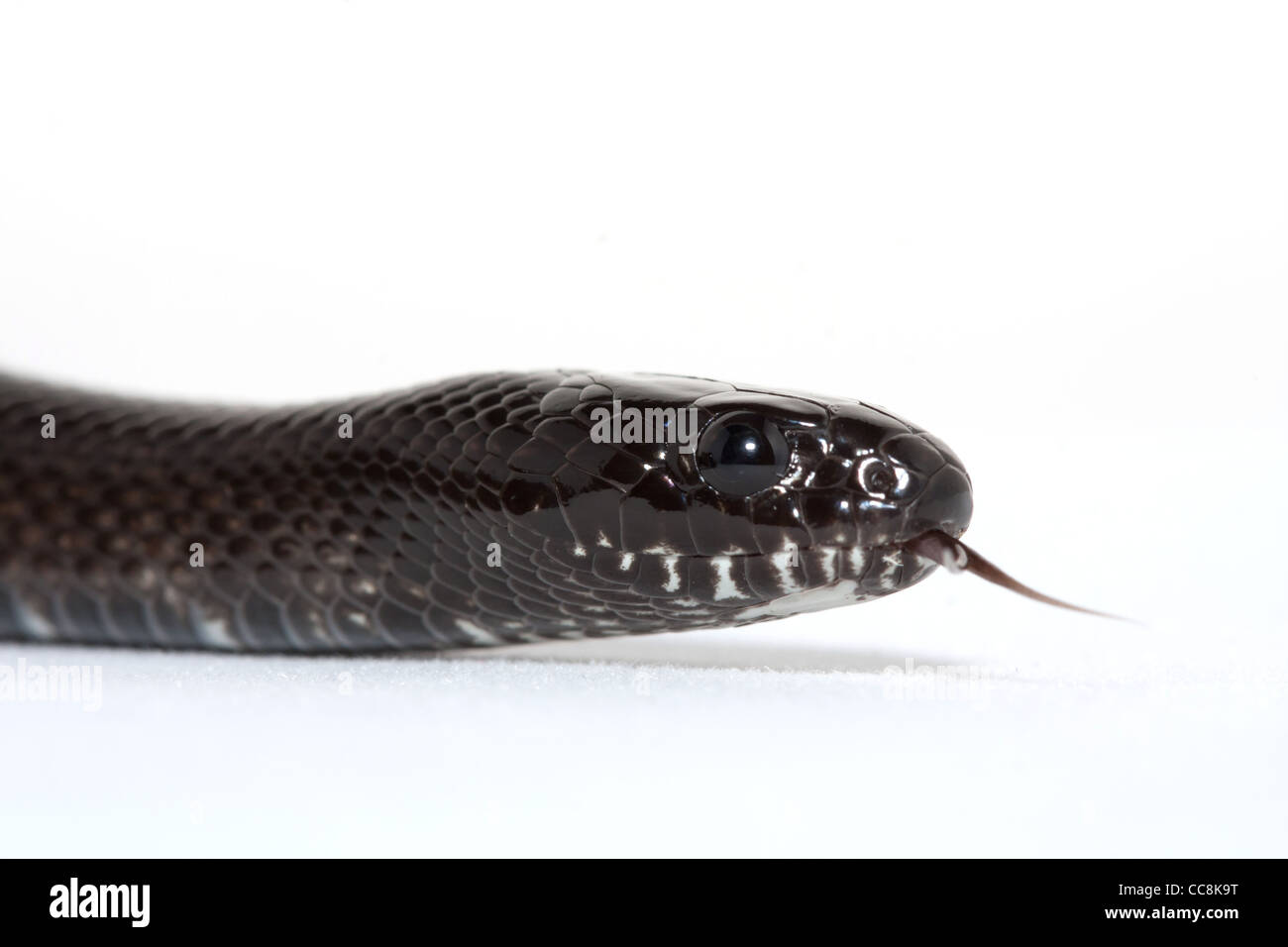 Mexican black king snake Stock Photo