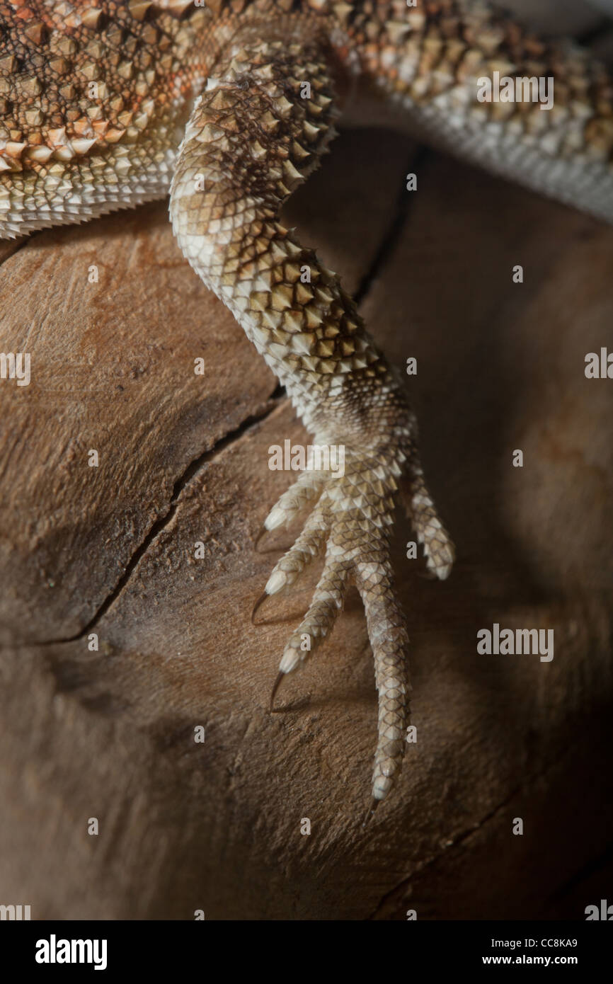 Lizard foot hires stock photography and images Alamy