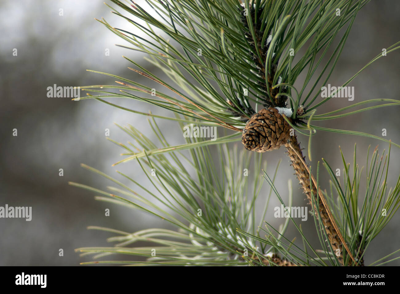 pine cone and pine needles Stock Photo - Alamy