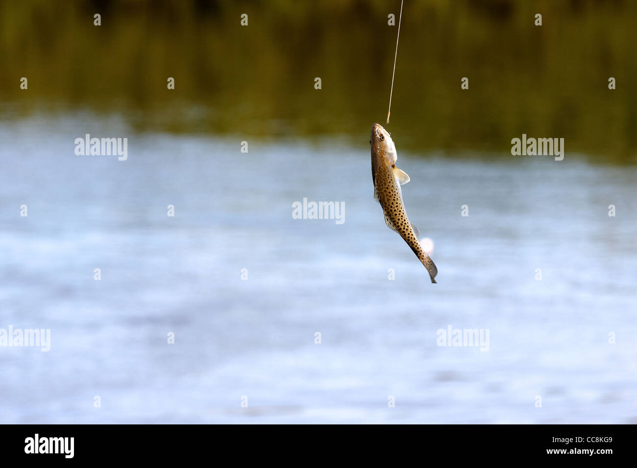 A fish caught on a fishing hook and line being pulled out of the water