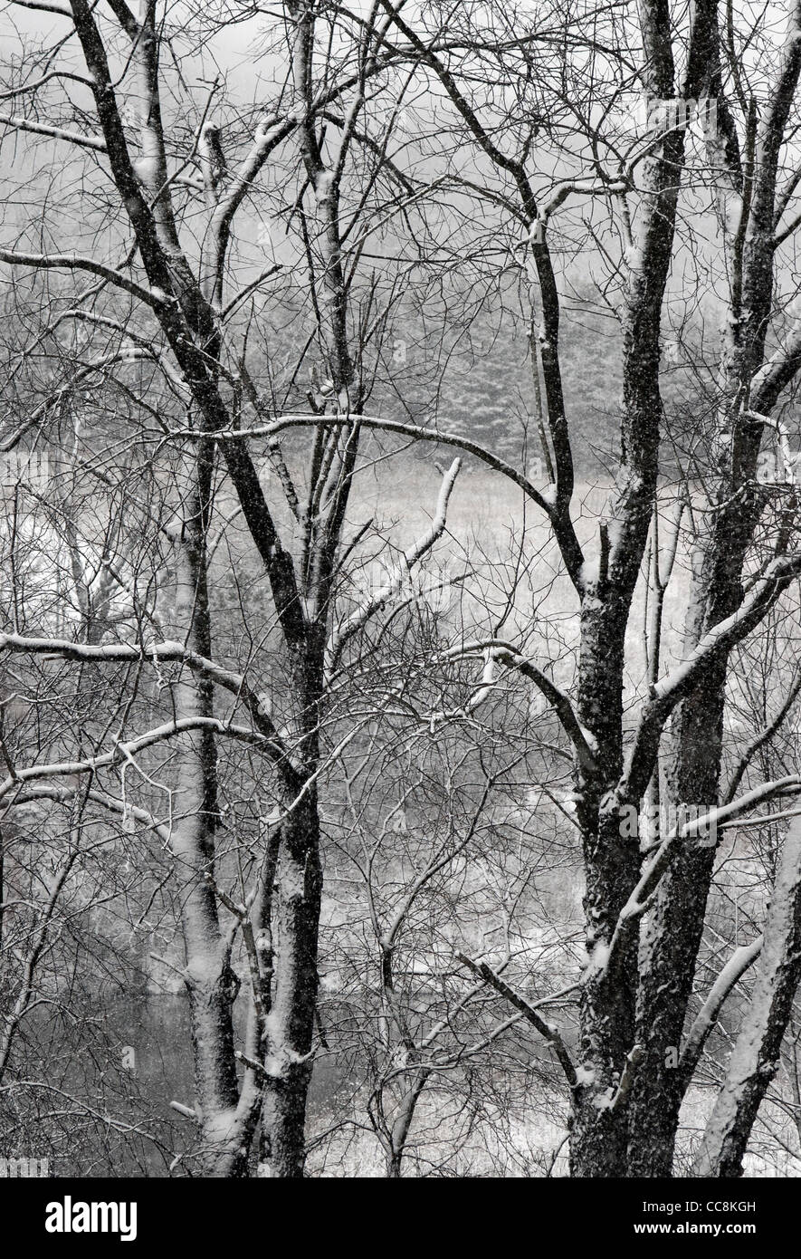 Snow covered tree branches Stock Photo - Alamy