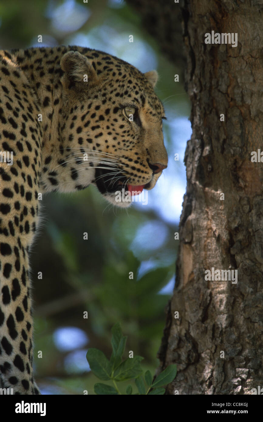 Extreme close up of a  Leopard Panthera pardus standing high up  in a large tree Stock Photo