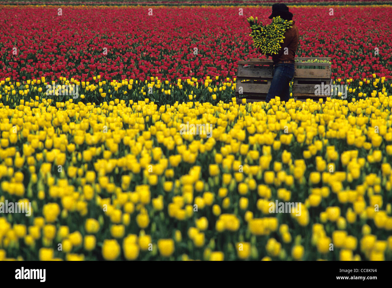 Rows of multi colored tulips with worker putting tulips in a wooden