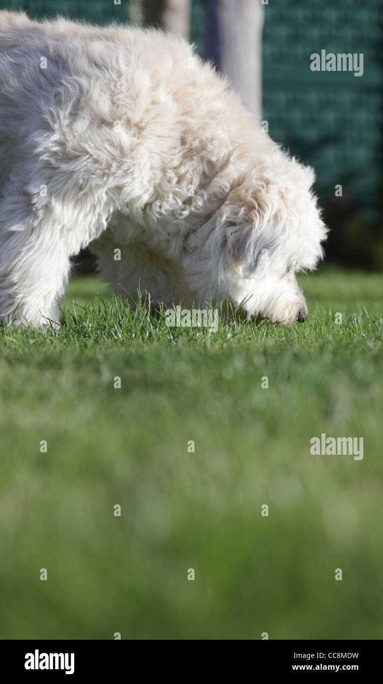 White dog in garden Stock Photo - Alamy
