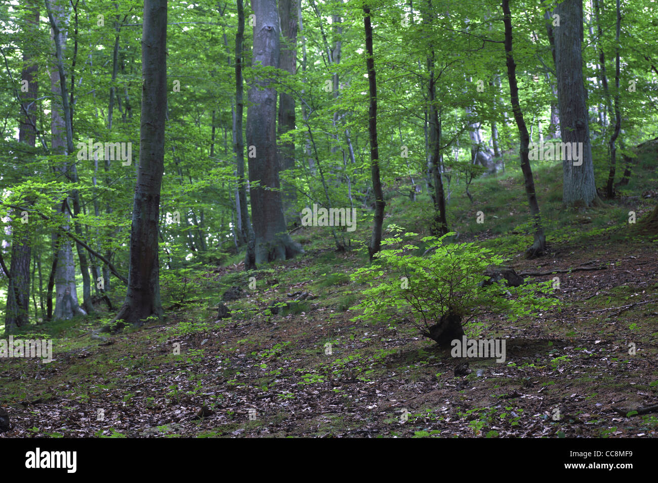 Green forest with old trees Stock Photo - Alamy