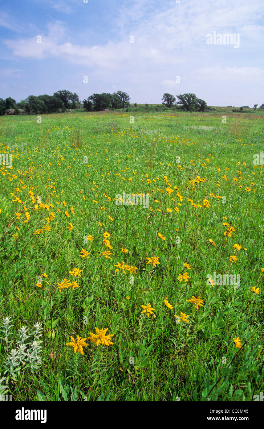 Tallgrass prairie with sunflowers and other wildflowers at Pipestone National Monument, Minnesota, AGPix 0645 Stock Photo