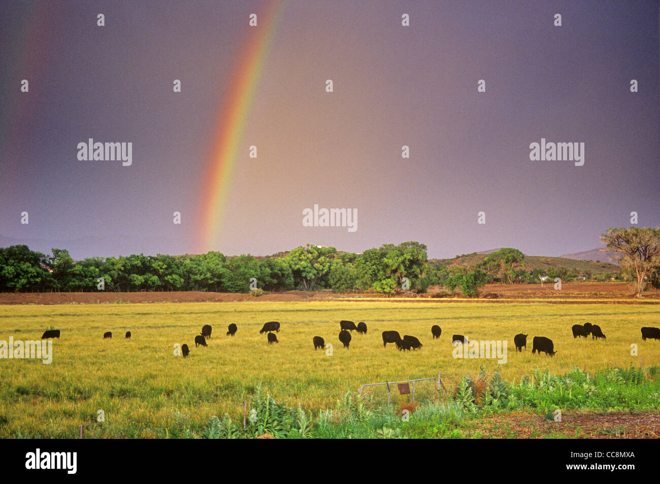Rainbow over grazing cattle in irrigated pasture on the U Bar Ranch, Gila River Valley, Grant County, New Mexico Stock Photo