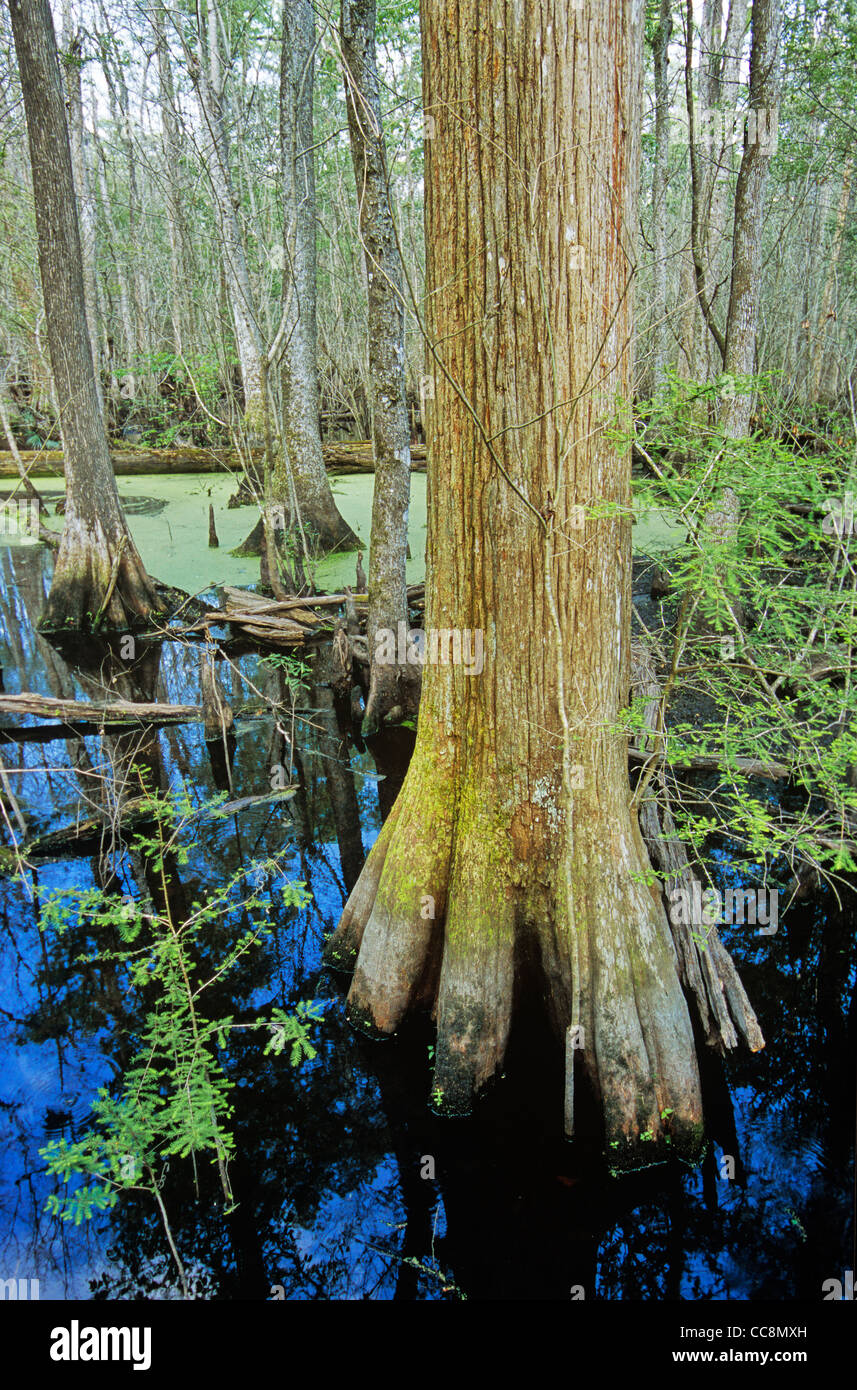 Francis Beidler Forest with bald cypress in Four Holes Swamp, a riverine swamp, west of Charleston, South Carolina, USA Stock Photo