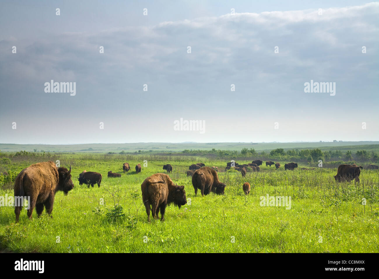 Bison Herd roaming the tallgrass prairie at Prairie State Park, Missouri, USA Stock Photo