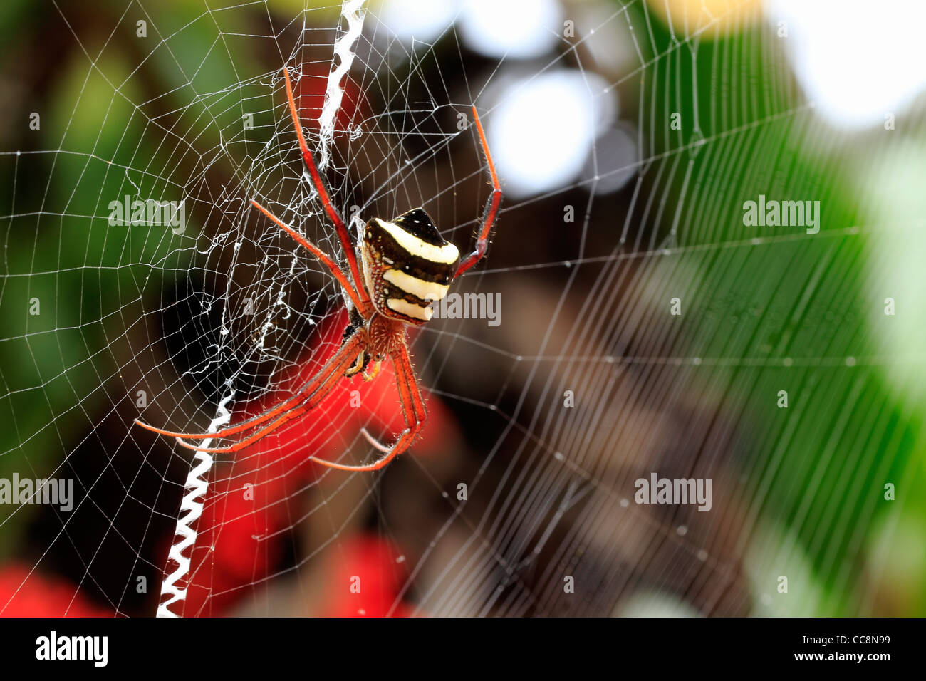 A tiny spider is waiting for its food at web Stock Photo