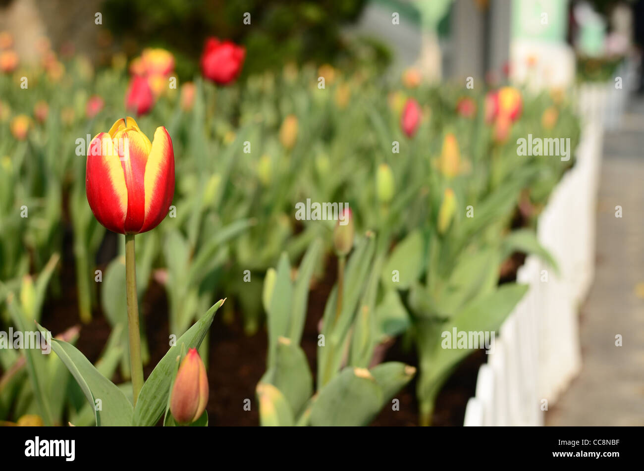 Flowers in the Park Stock Photo - Alamy