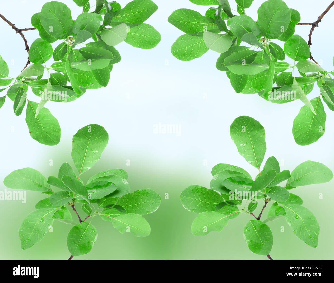 Beautiful spring green leaves in the forest Stock Photo - Alamy