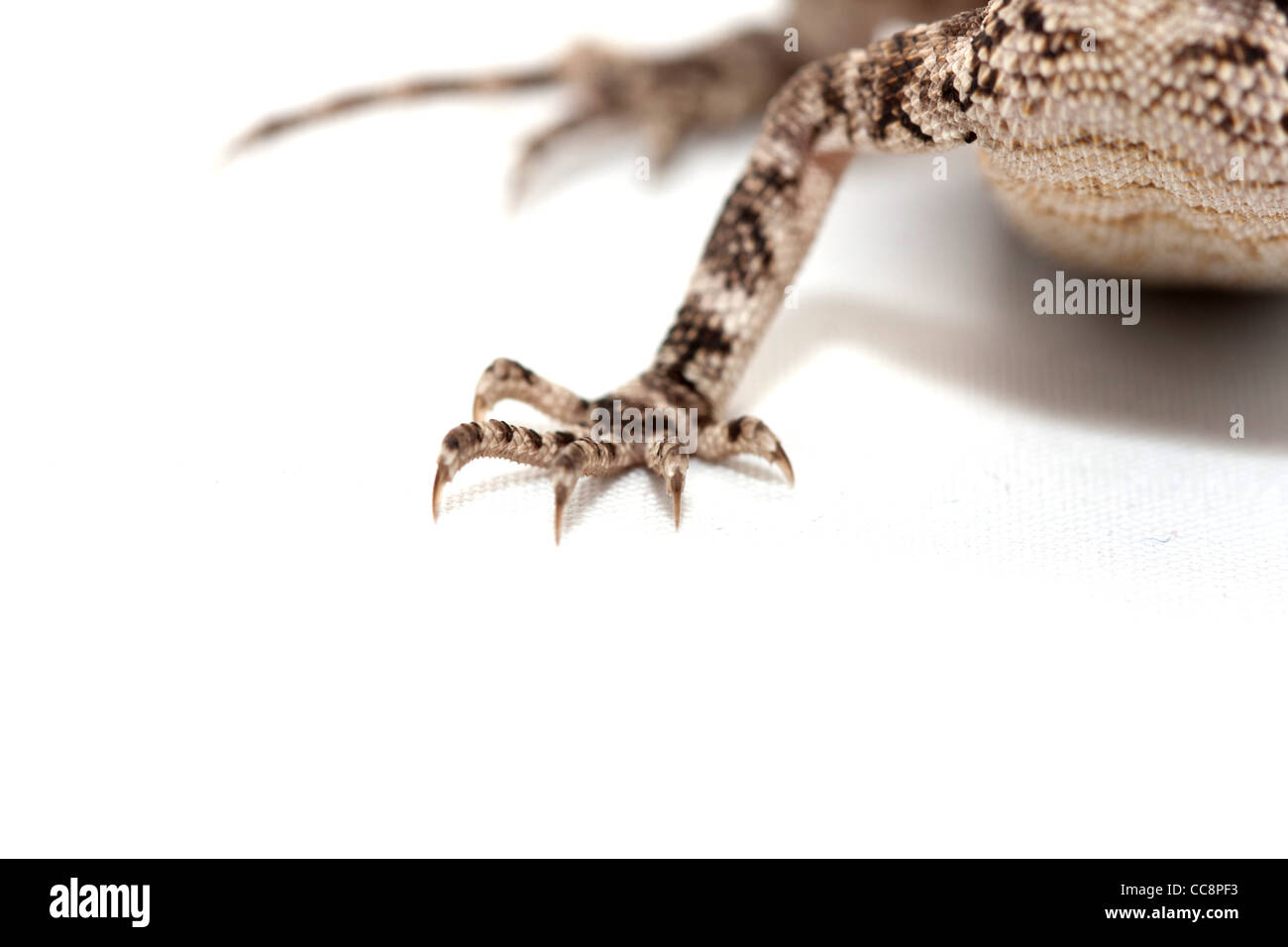 Lizard foot Stock Photo Alamy