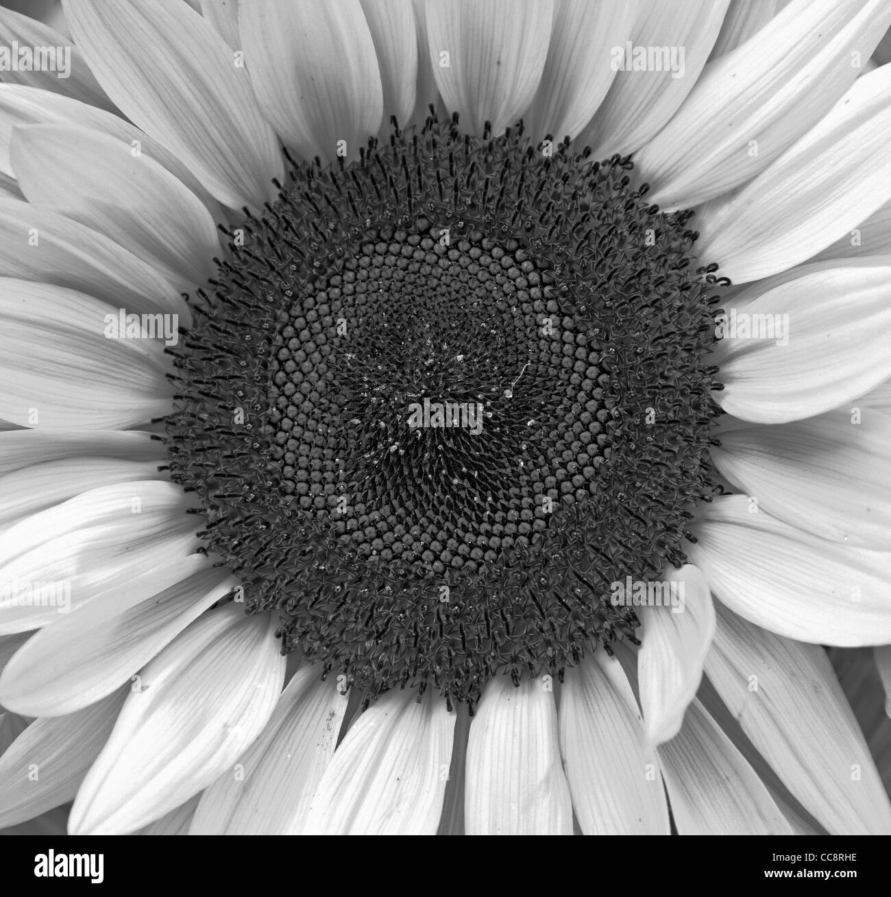 Sunflowers detail Black and White Stock Photos & Images - Alamy