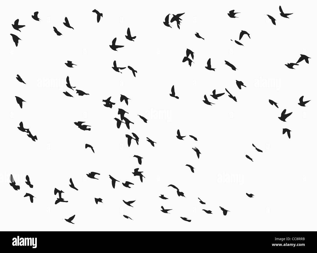 crows in flight Stock Photo