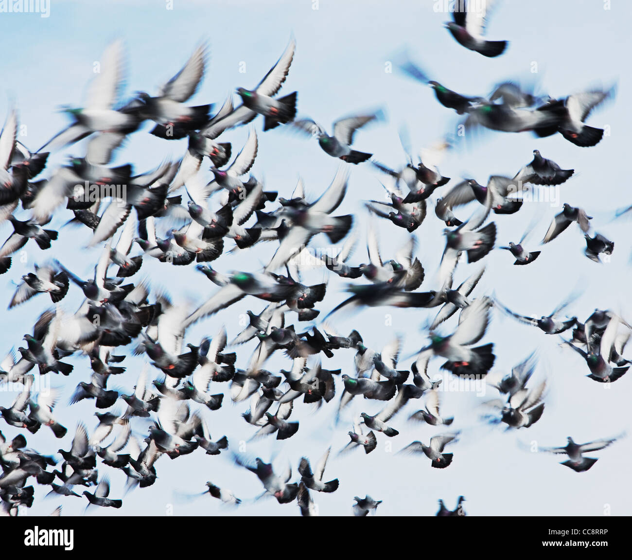 pigeons in flight Stock Photo