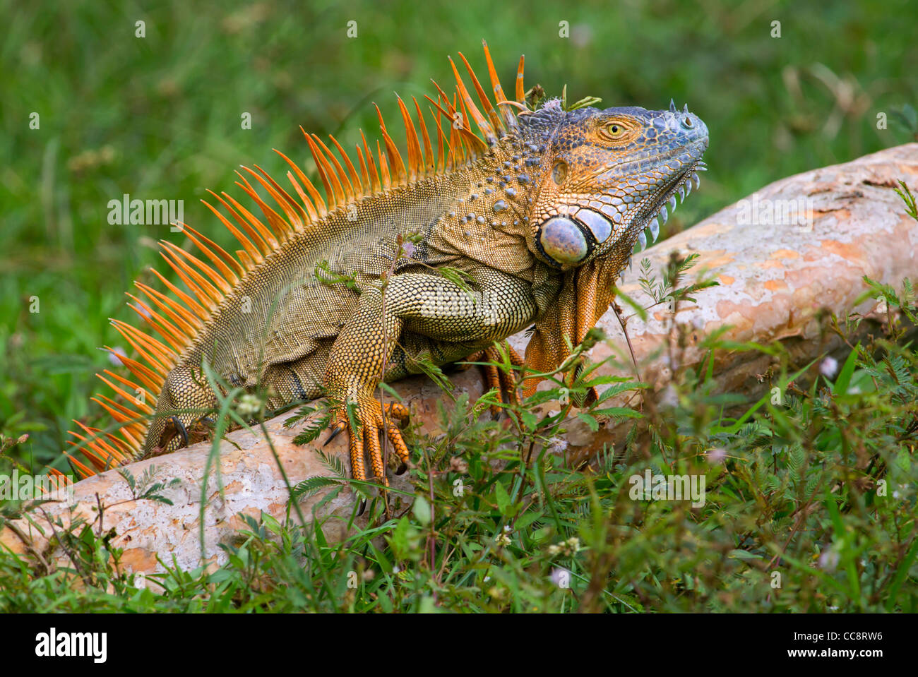 Male green iguana (Iguana iguana) demonstrating his mating coloration in attempt to attract females. Stock Photo