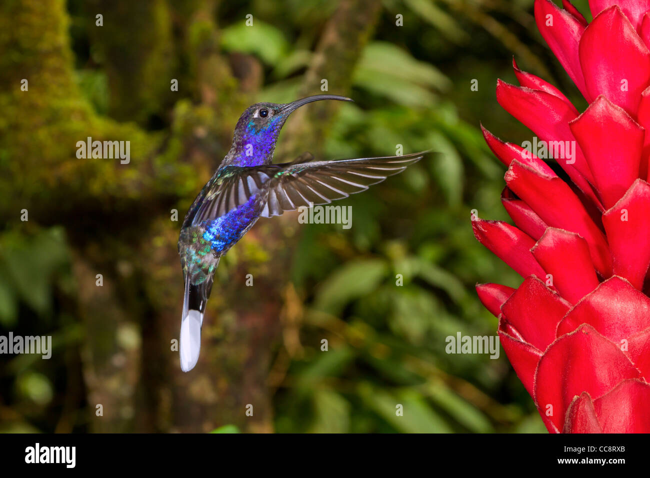 Male violet sabrewing (Campylopterus hemileucurus) in Monteverde (Puntarenas, Costa Rica). Stock Photo