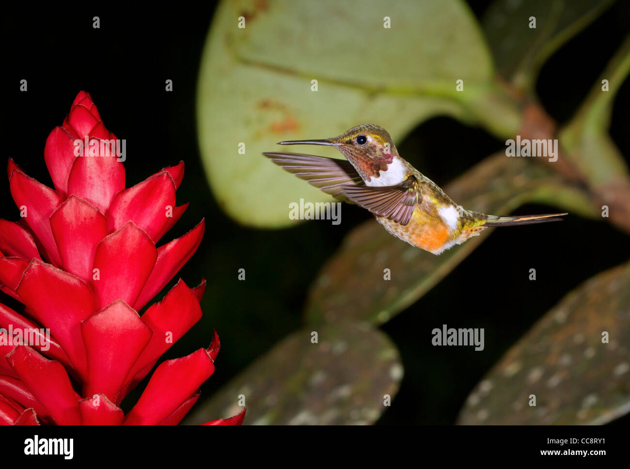 Scintillant hummingbird (Selasphorus scintilla) in Monteverde, Puntarenas, Costa Rica. Stock Photo