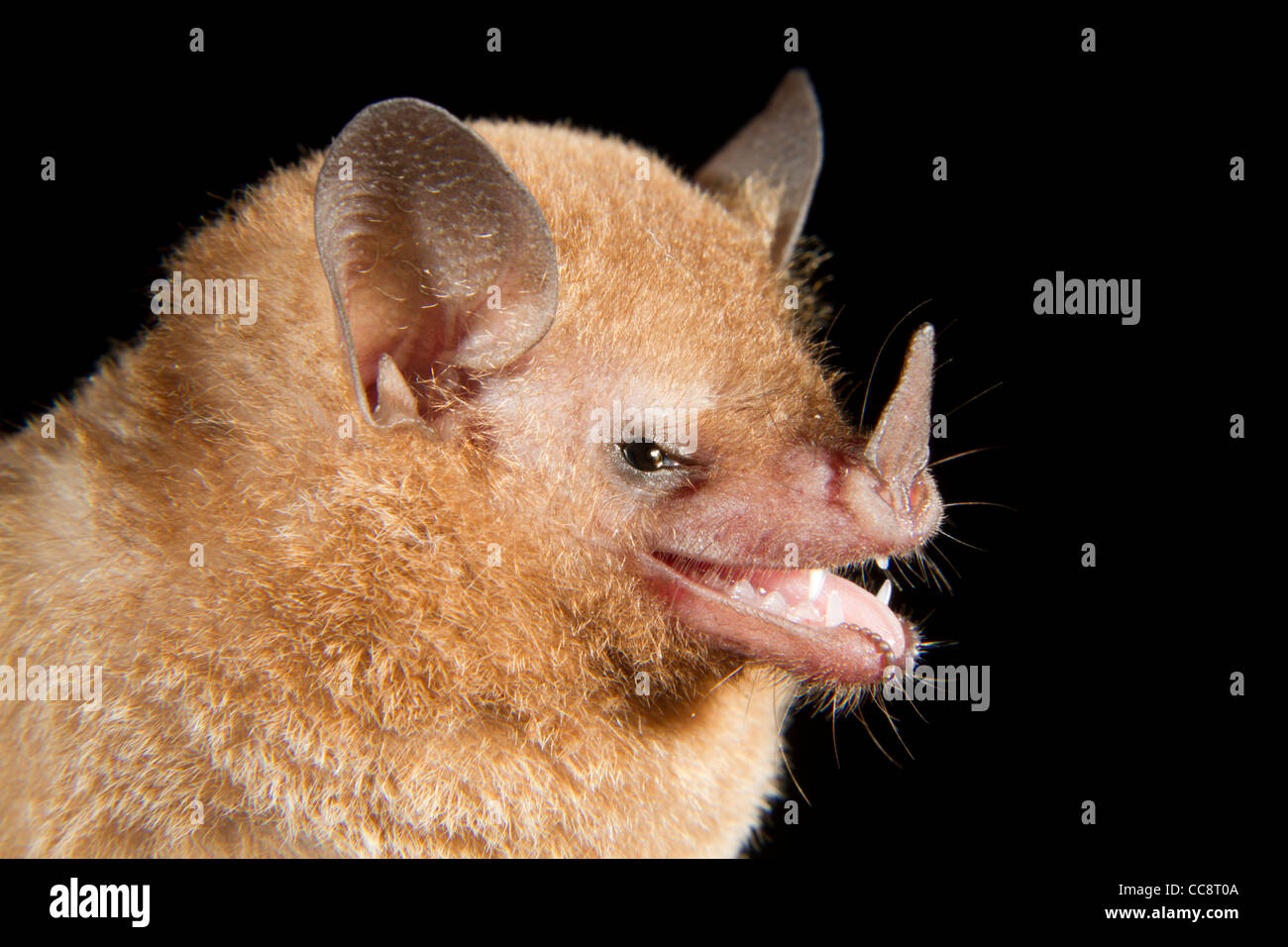 Orange nectar bat (Lonchophylla robusta) portrait (Puerto Viejo, Lemon