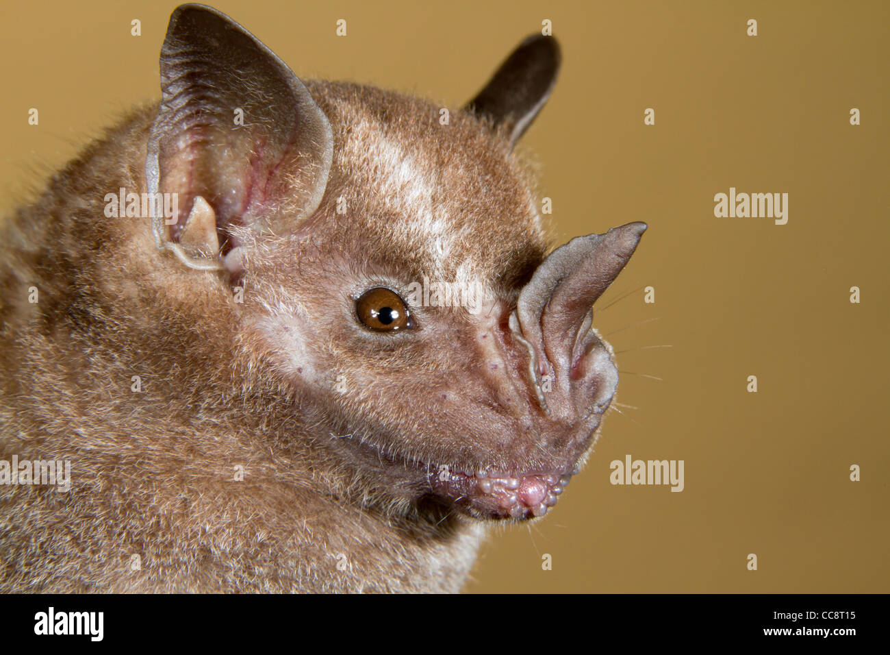 Jamaican, common or Mexican fruit bat (Artibeus jamaicensis Stock Photo