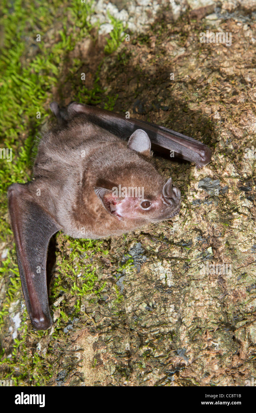 Jamaican, common or Mexican fruit bat (Artibeus jamaicensis). Stock Photo